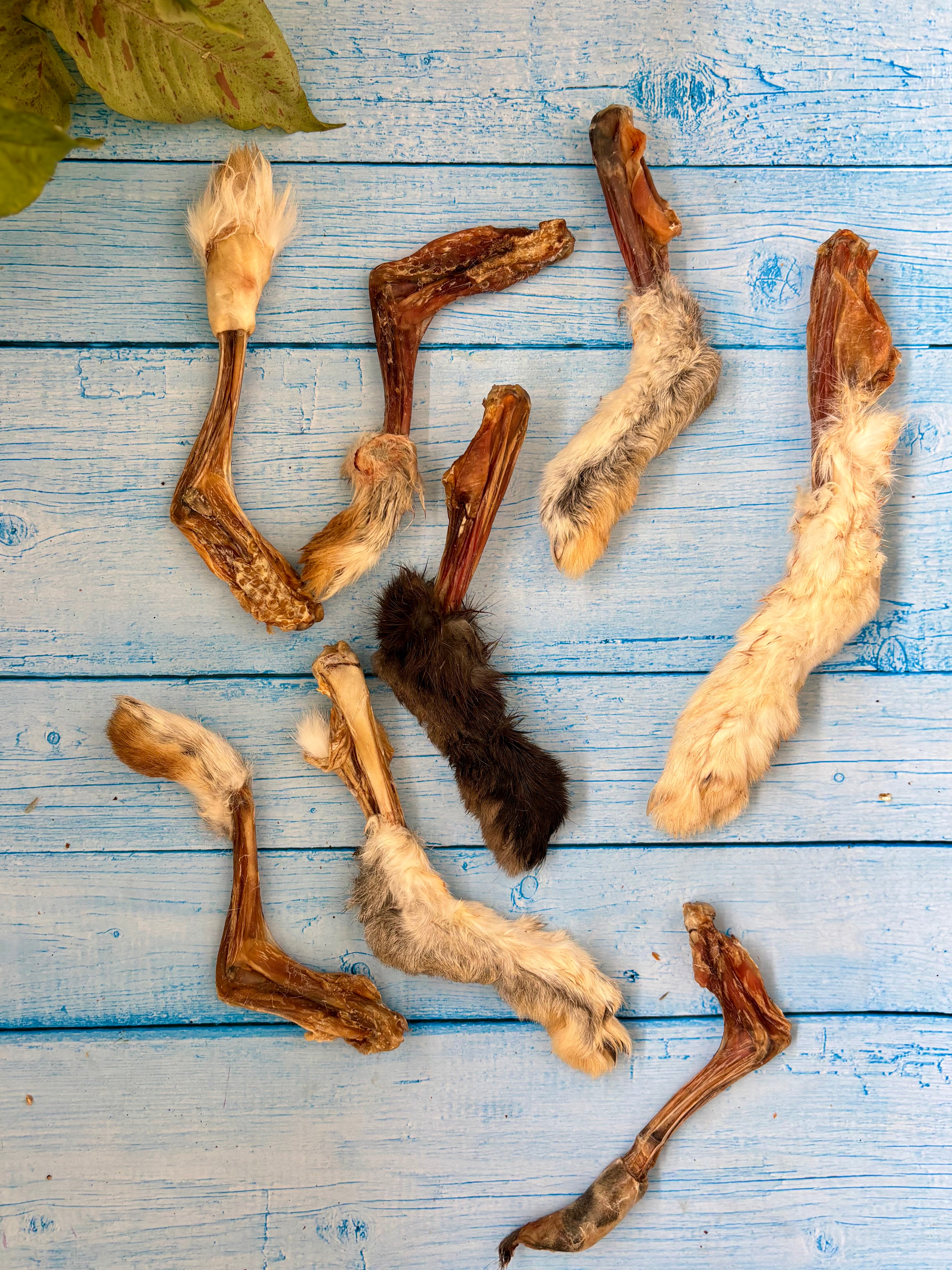 Rabbit Paw Pack - detoxing Chew