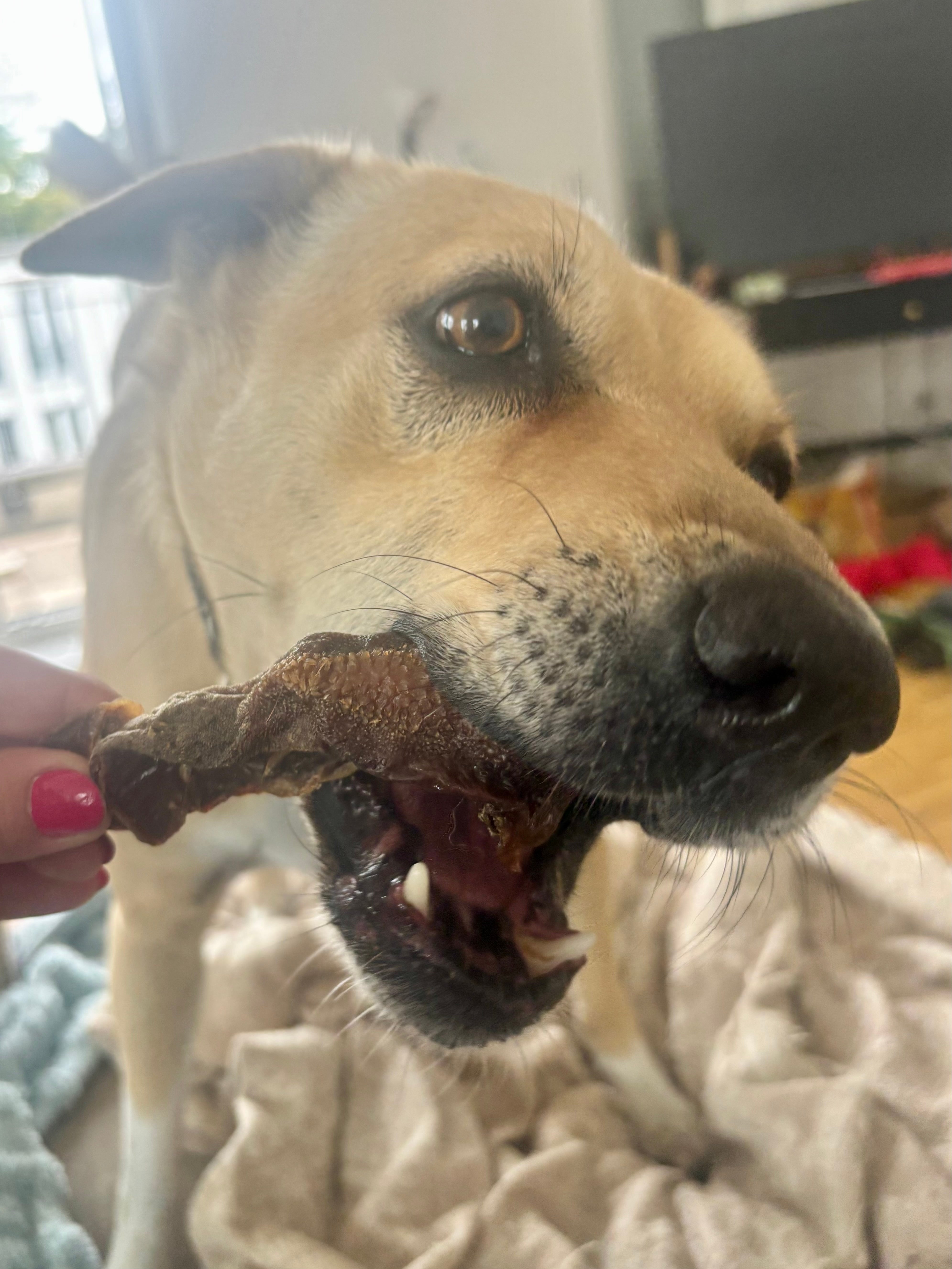 Goat Whole Tongues - SPECIAL