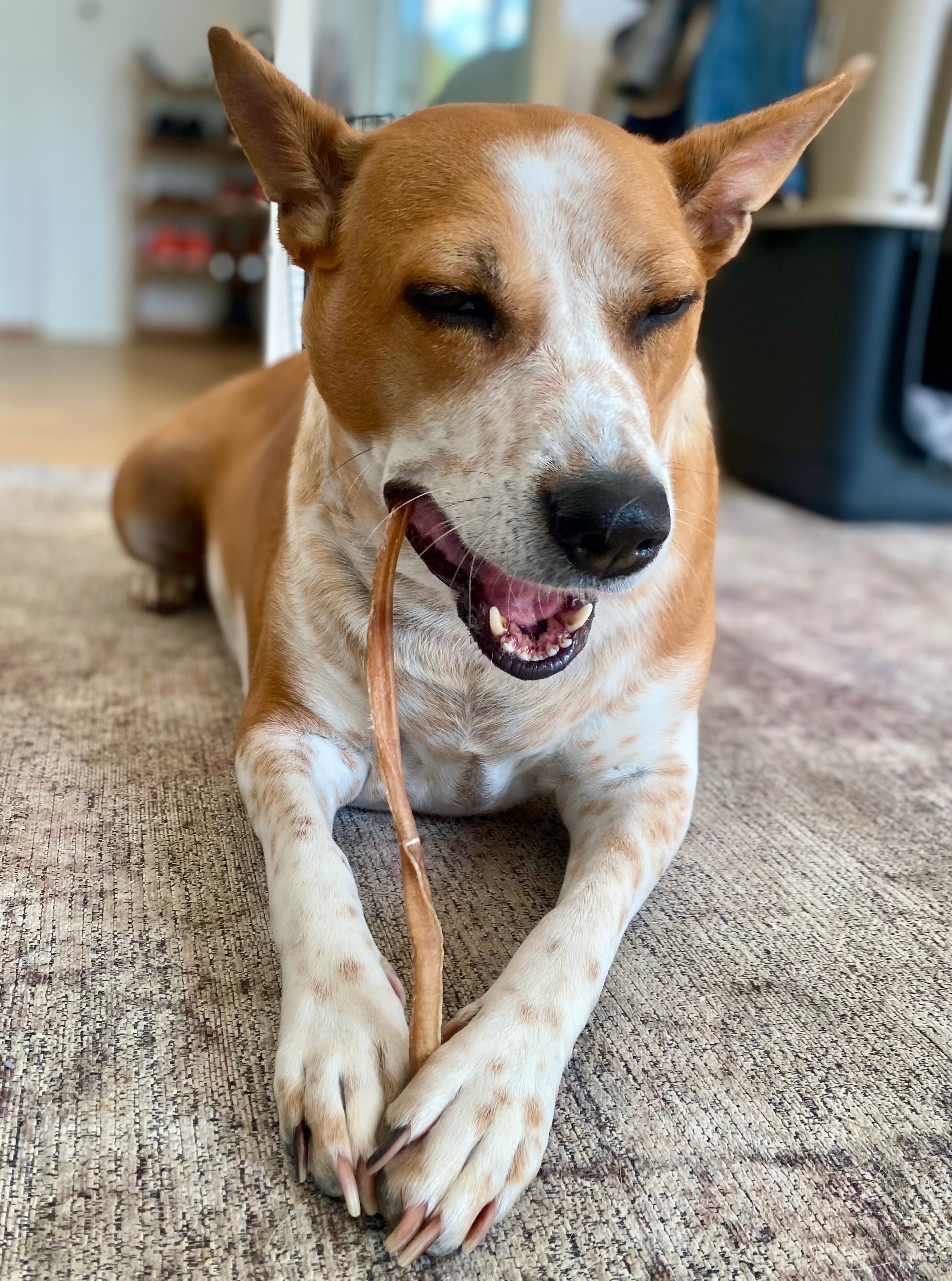 Goat Pizzle Chews - SPECIAL