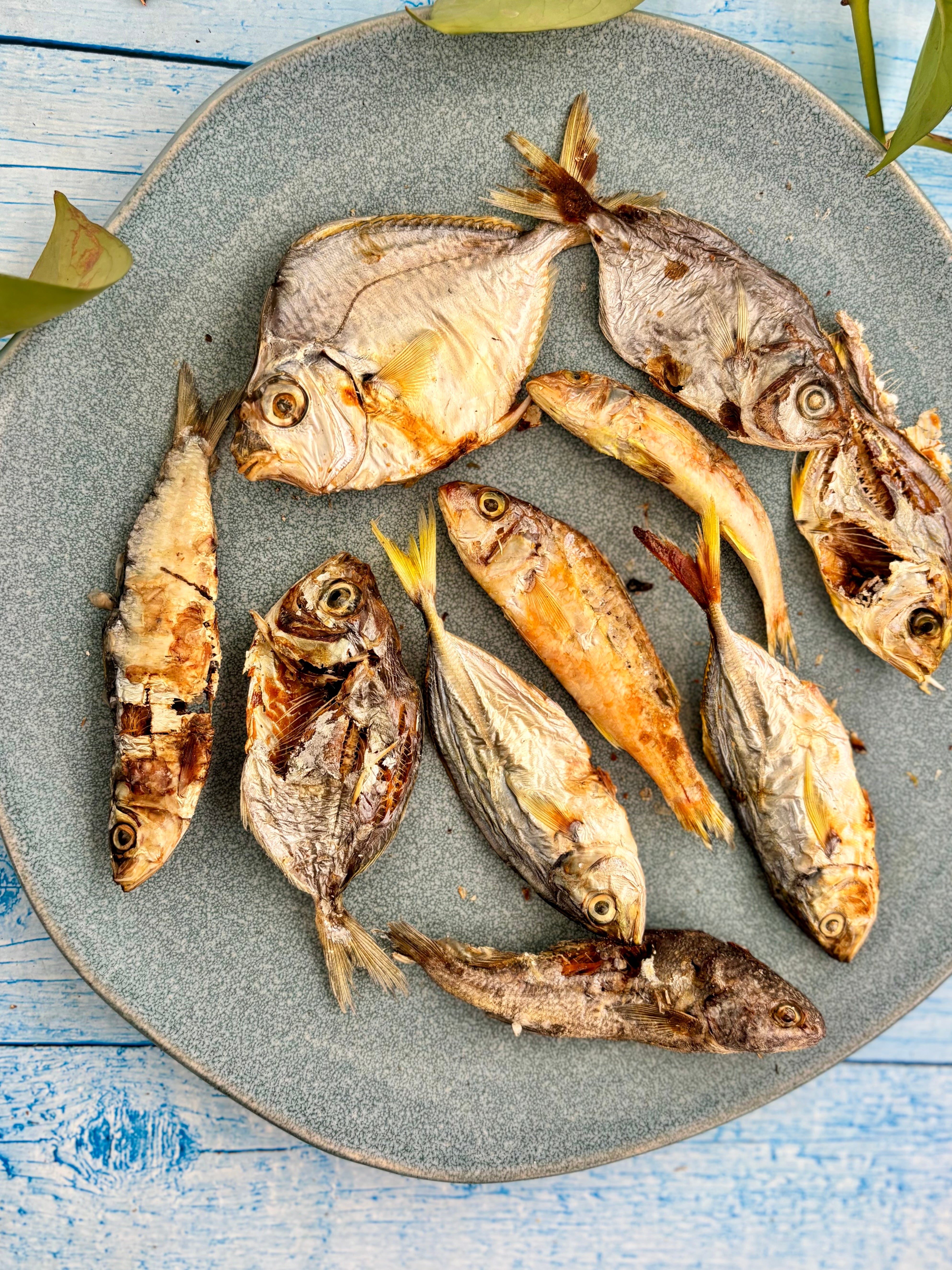 Ocean Mix - small Fish Variety - SPECIAL