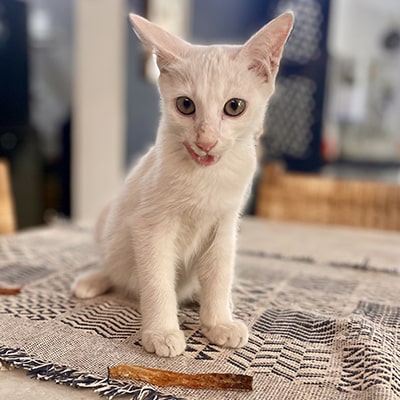 Cat & Kitten Approved