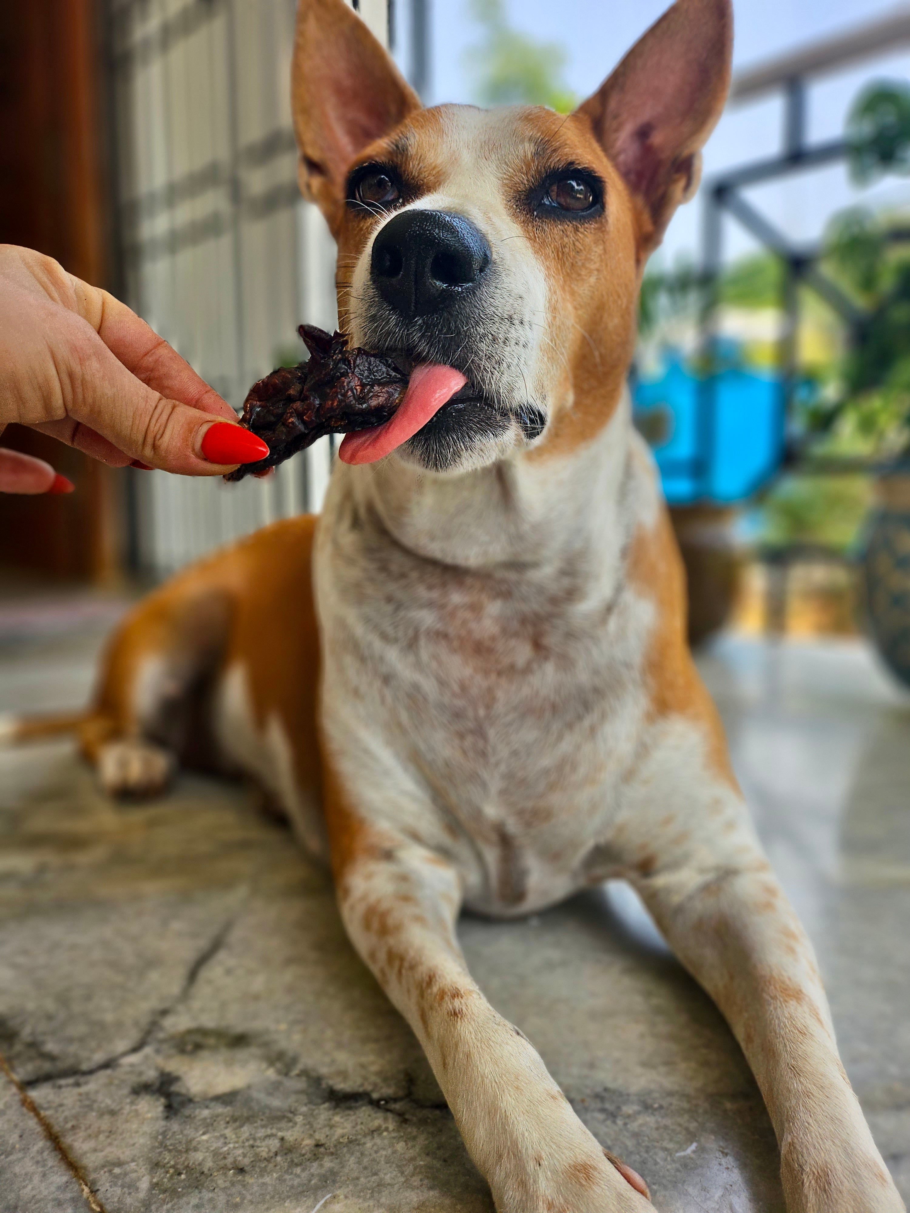 Guinea Fowl Multivitamin Cubes