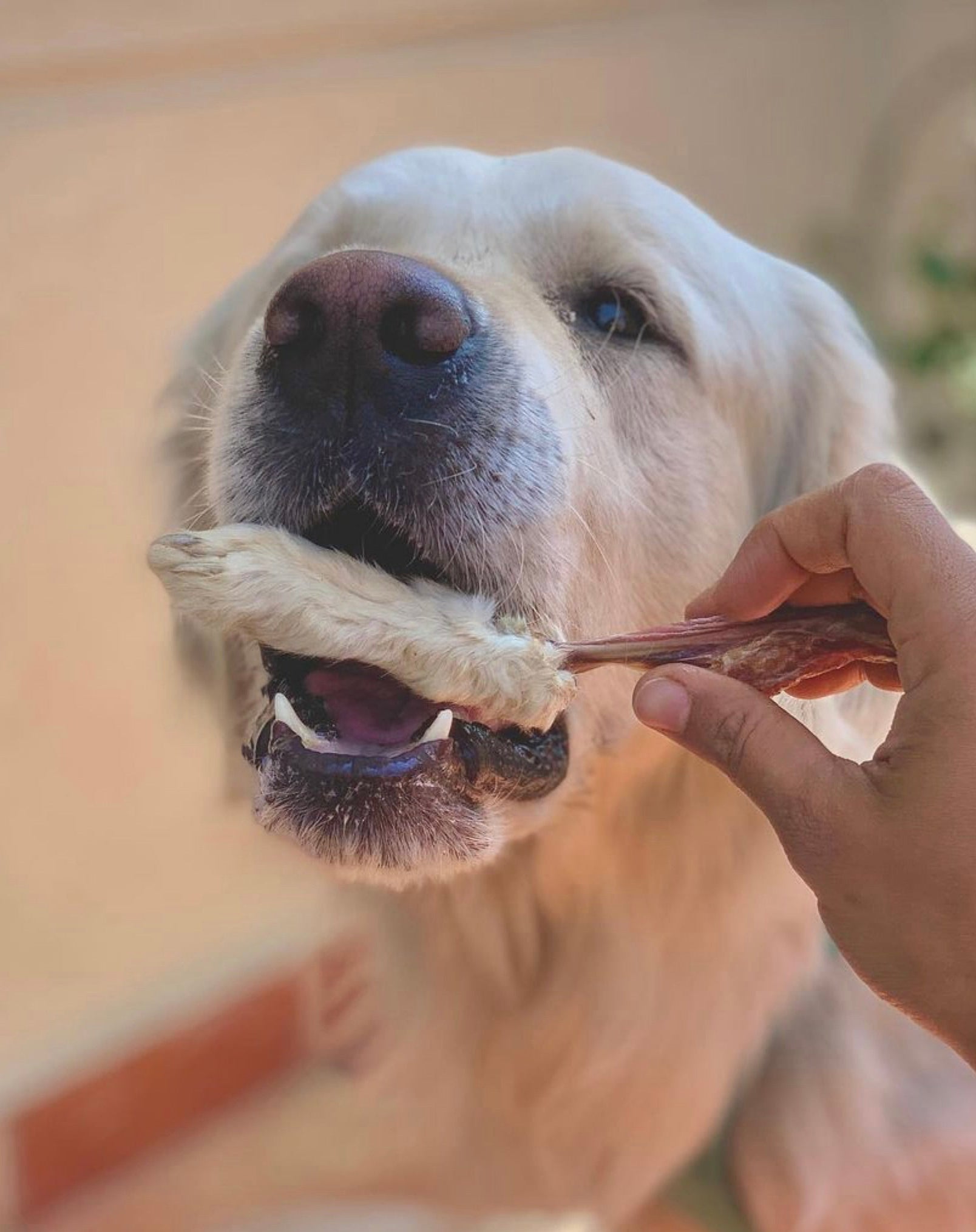 Chew Assortment for Dogs