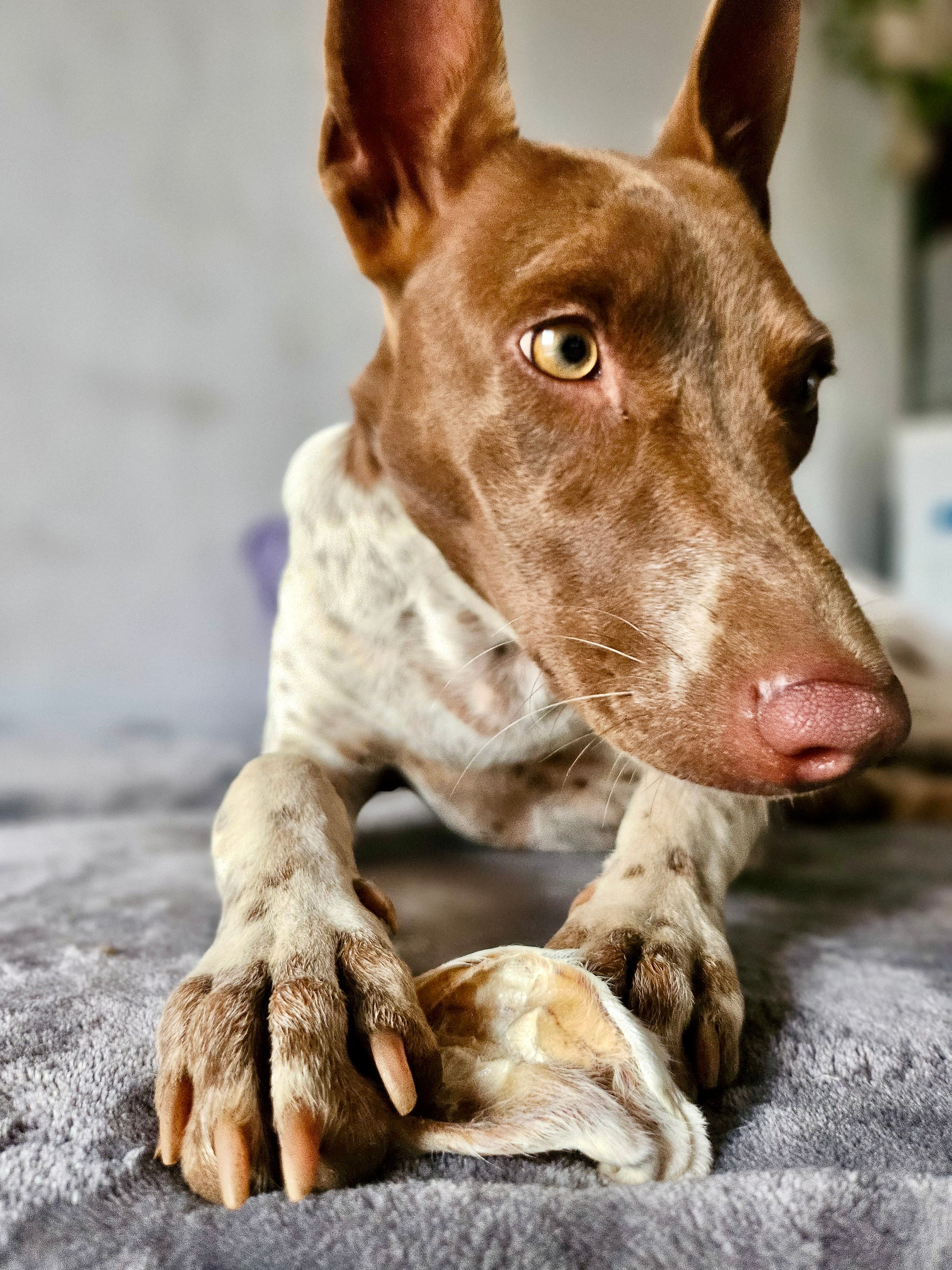 Goat Ears - Pack of 2