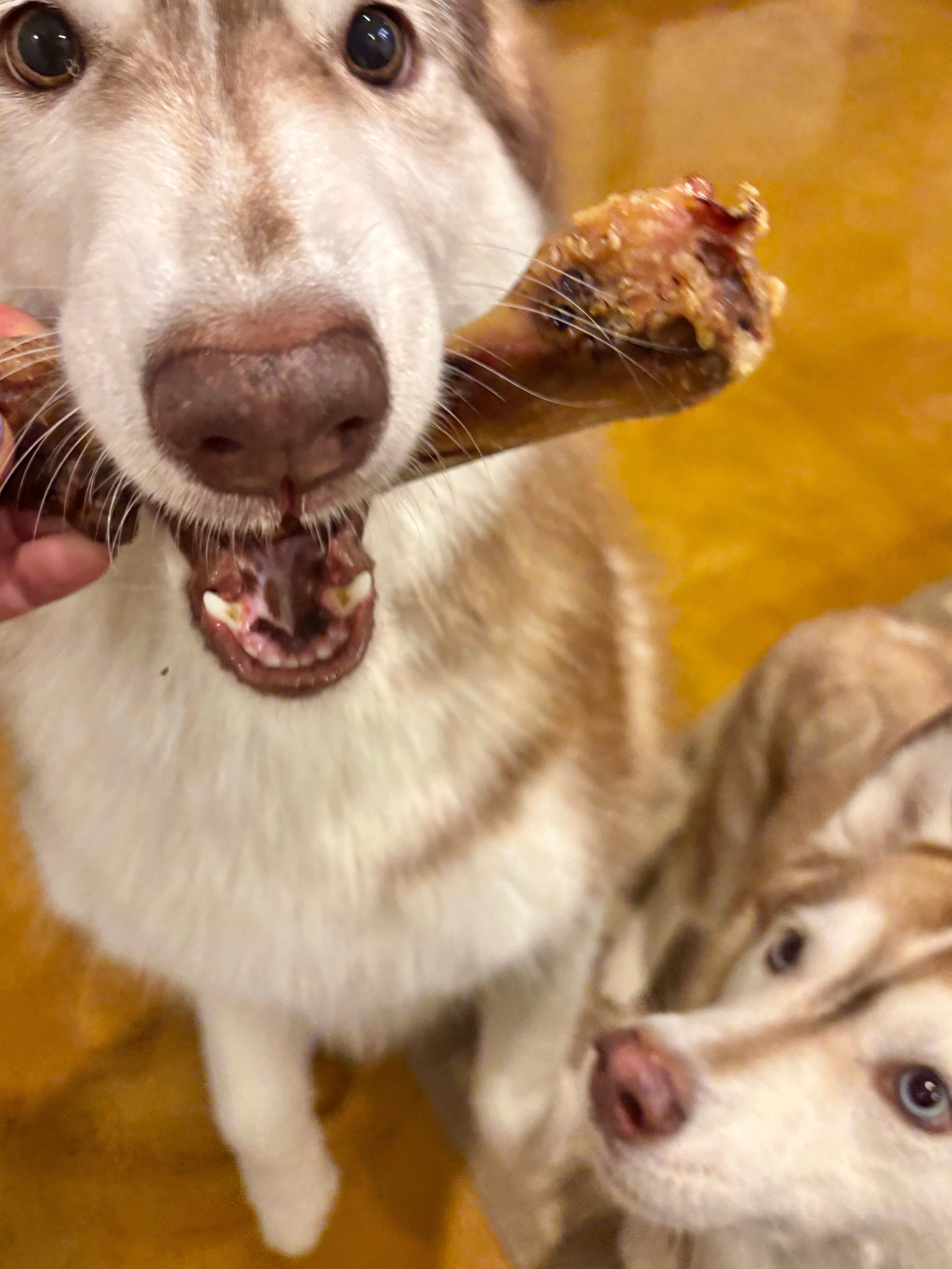 Pork Chewbone Variety