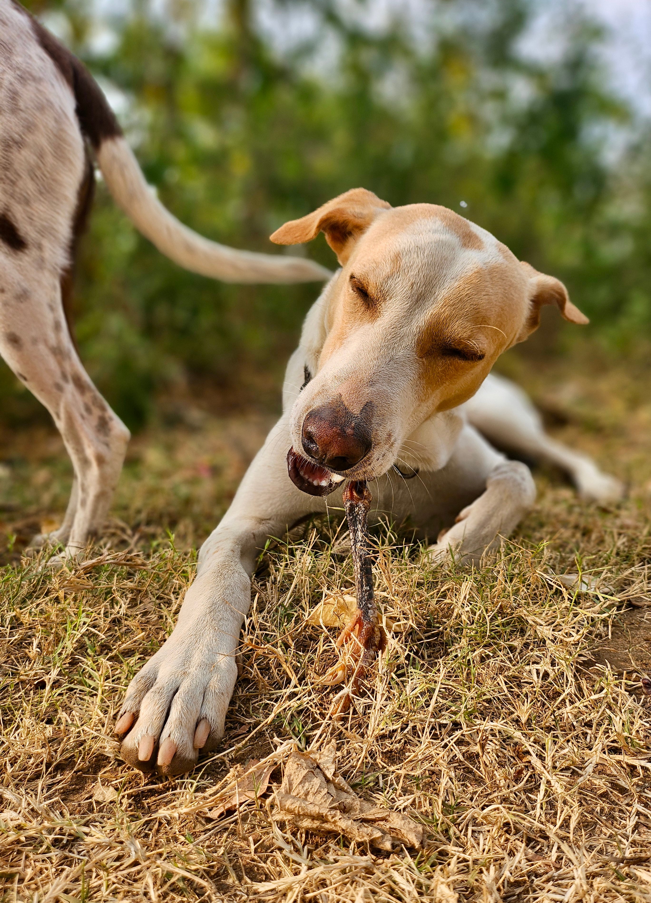 Guinea Fowl Legs with feet
