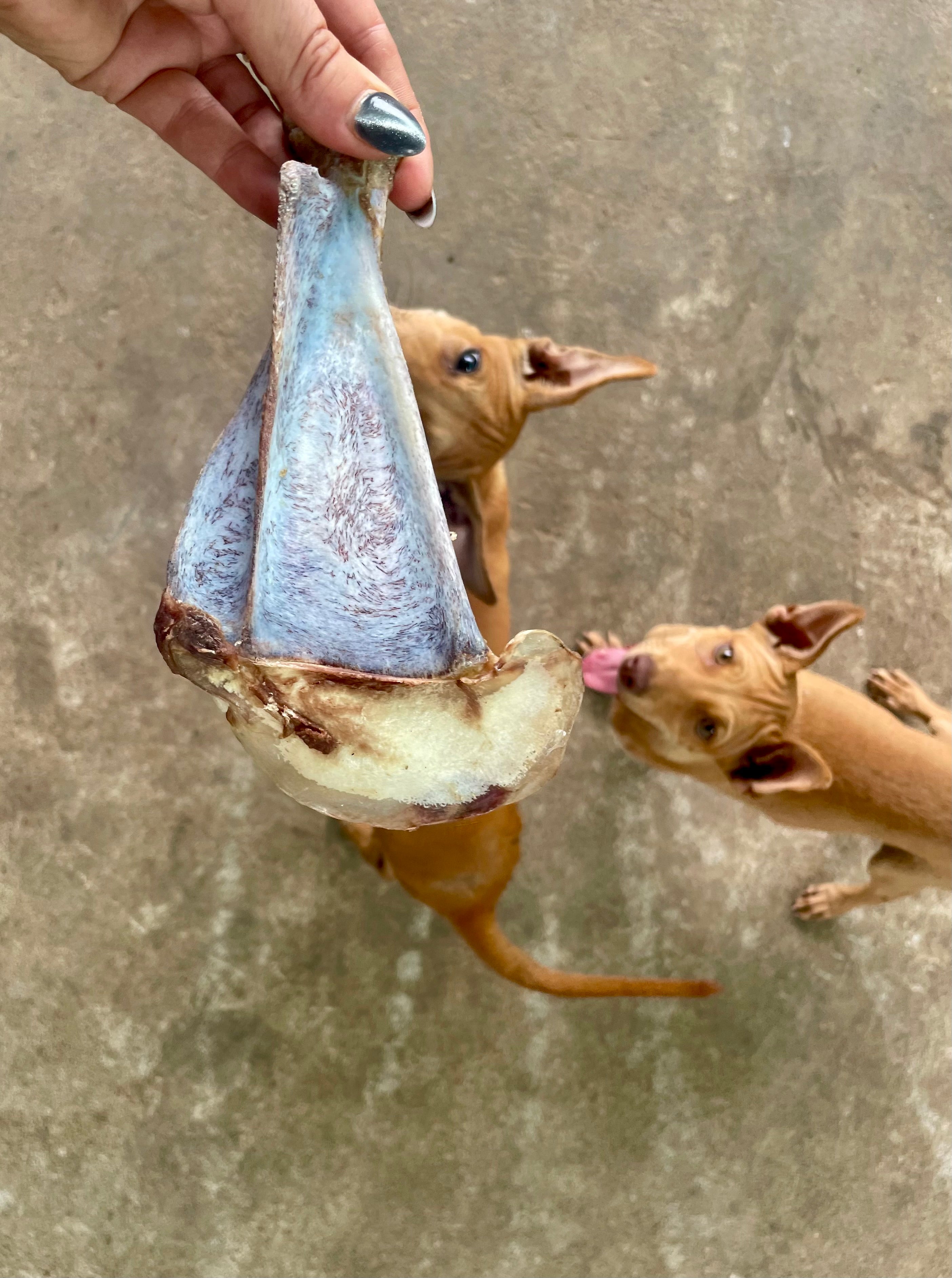 Goat Whole Shoulder Chewbone