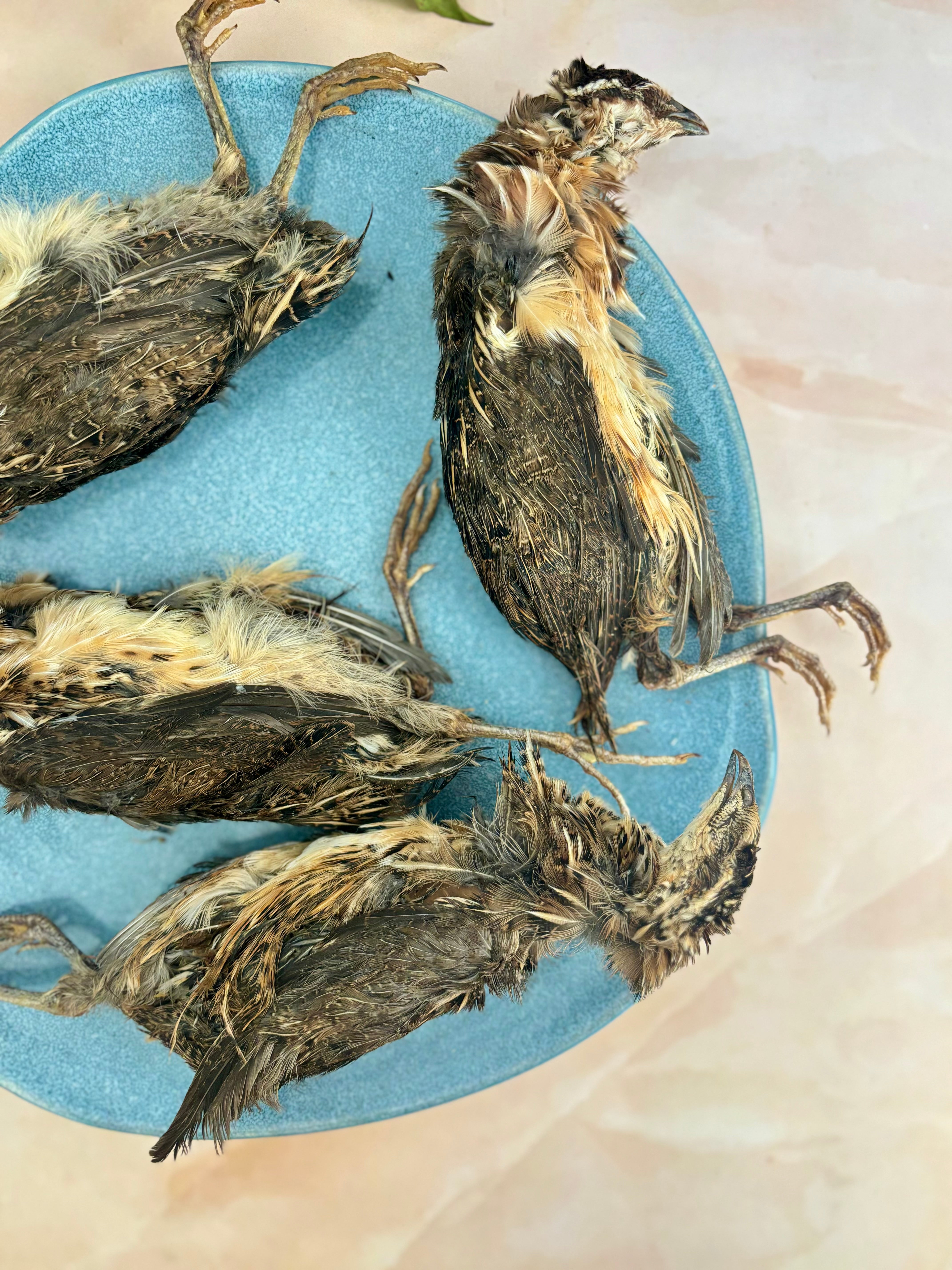 Quail Whole with feathers & head - SPECIAL