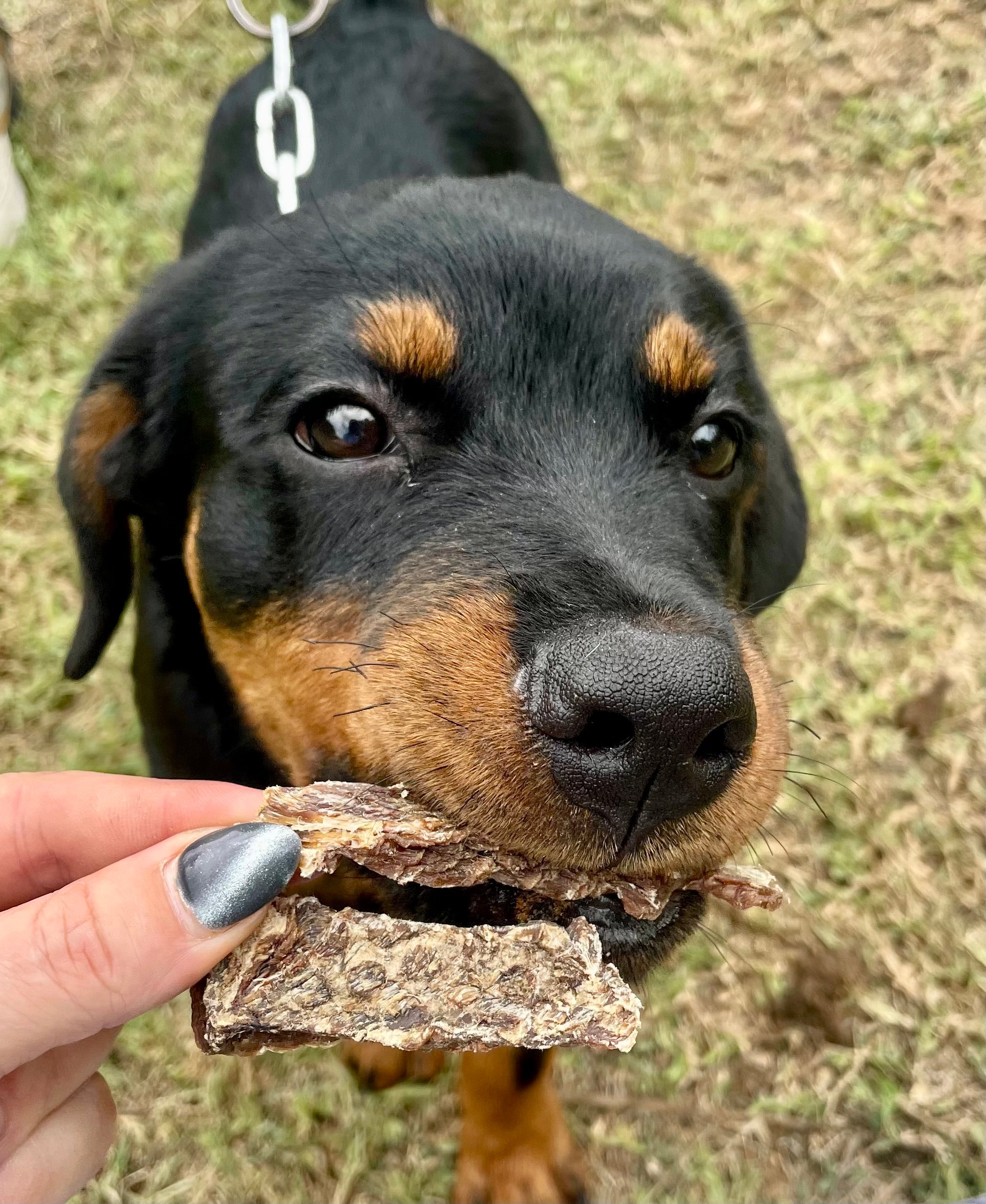 Buffalo Jerky Strips