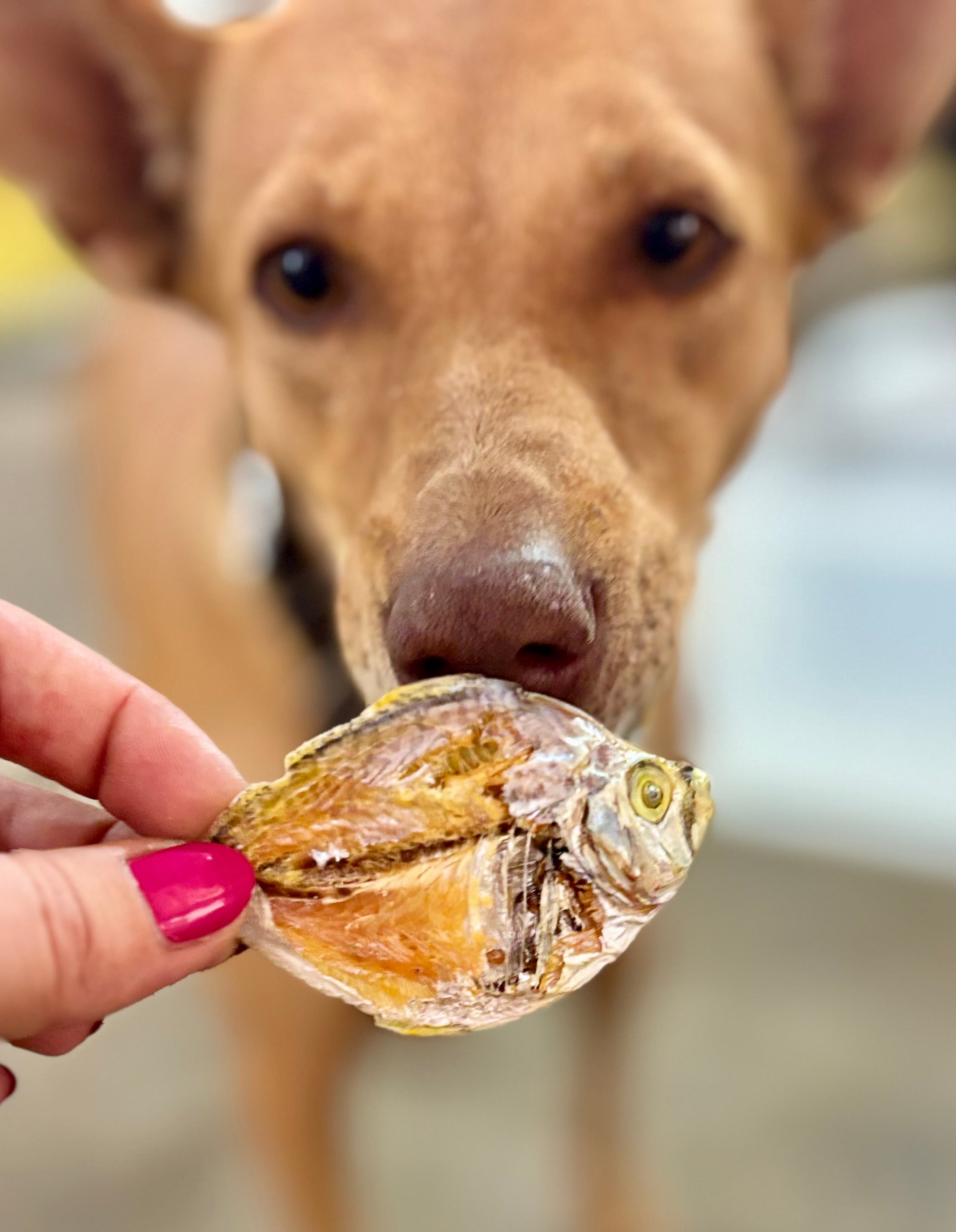 Ocean Mix - small Fish Variety - SPECIAL
