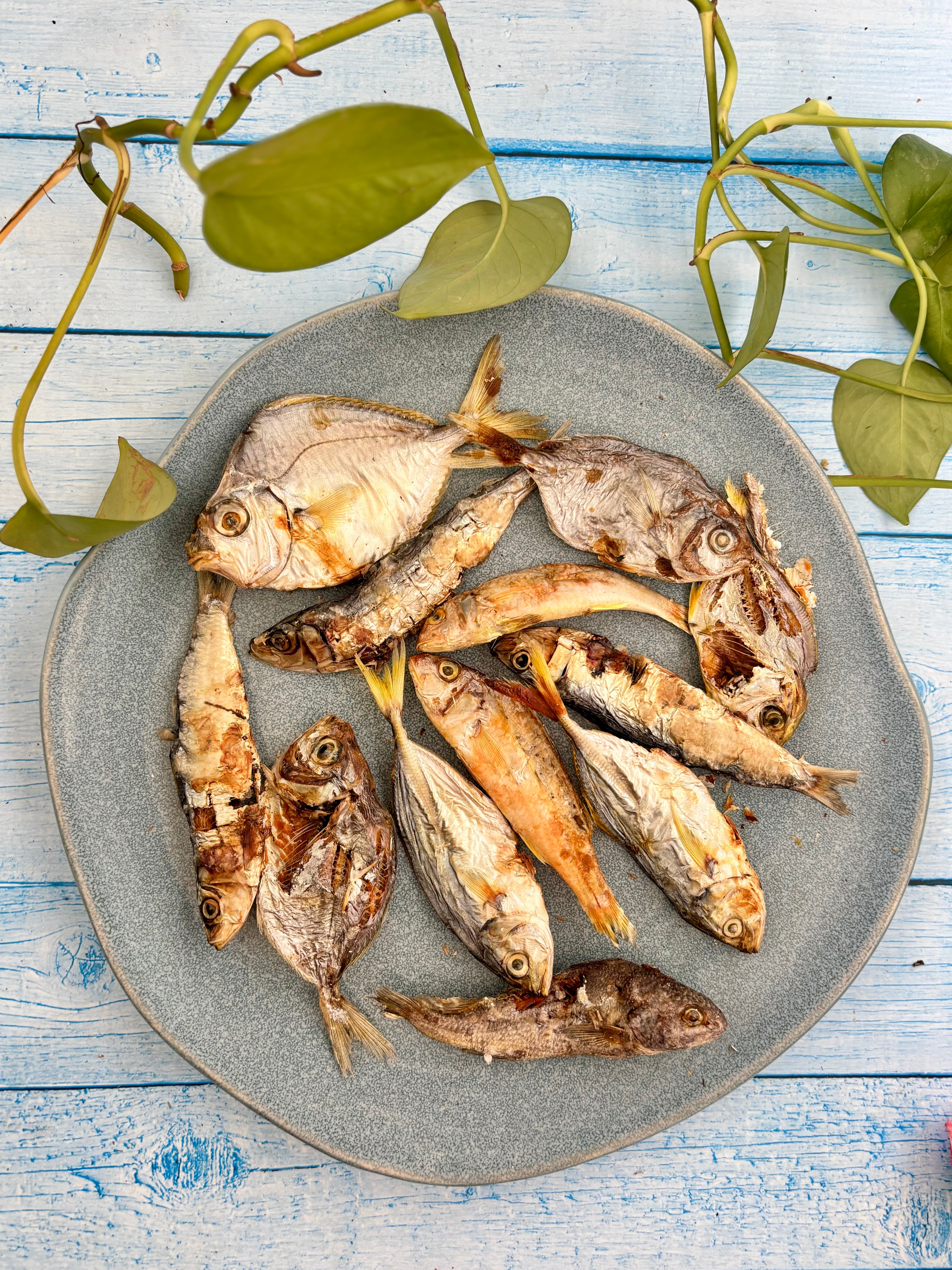 Ocean Mix - small Fish Variety - SPECIAL