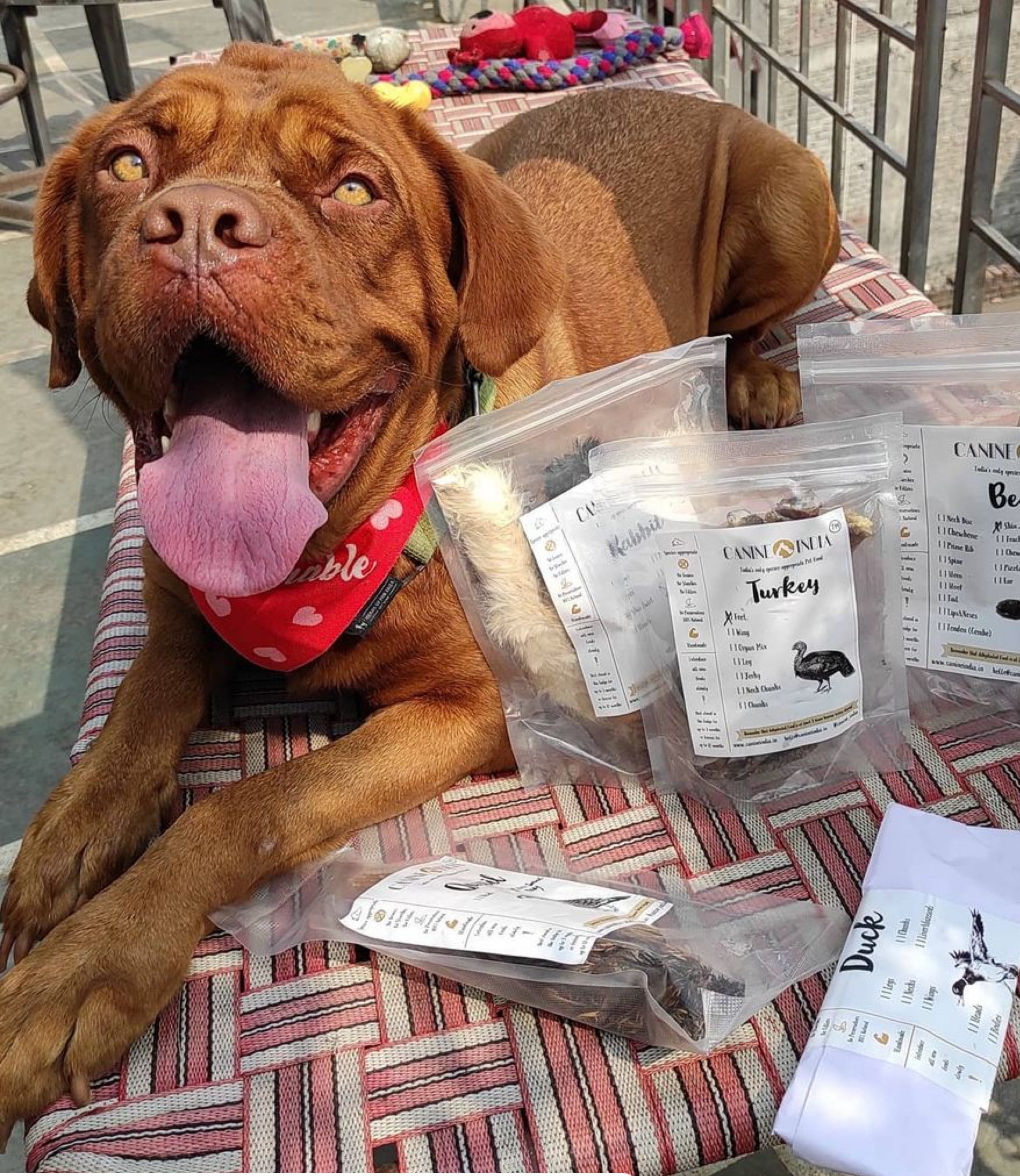 Skin & Coat Glow Up Box for Dogs