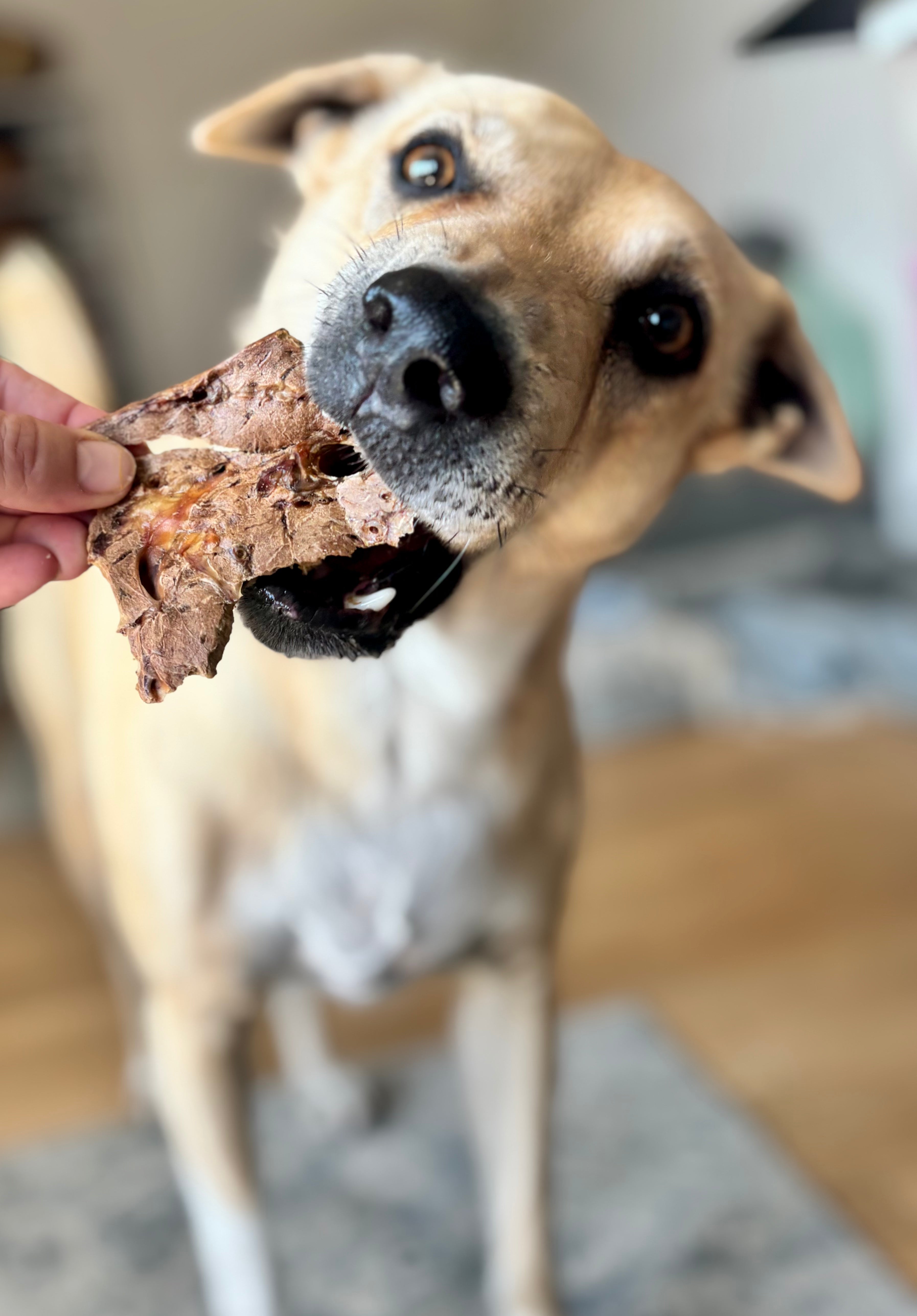 Beef Lung Pops - SPECIAL