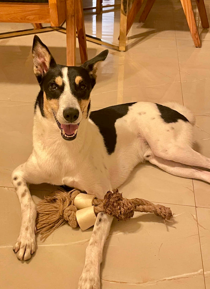 All natural Tug & Chew Toys