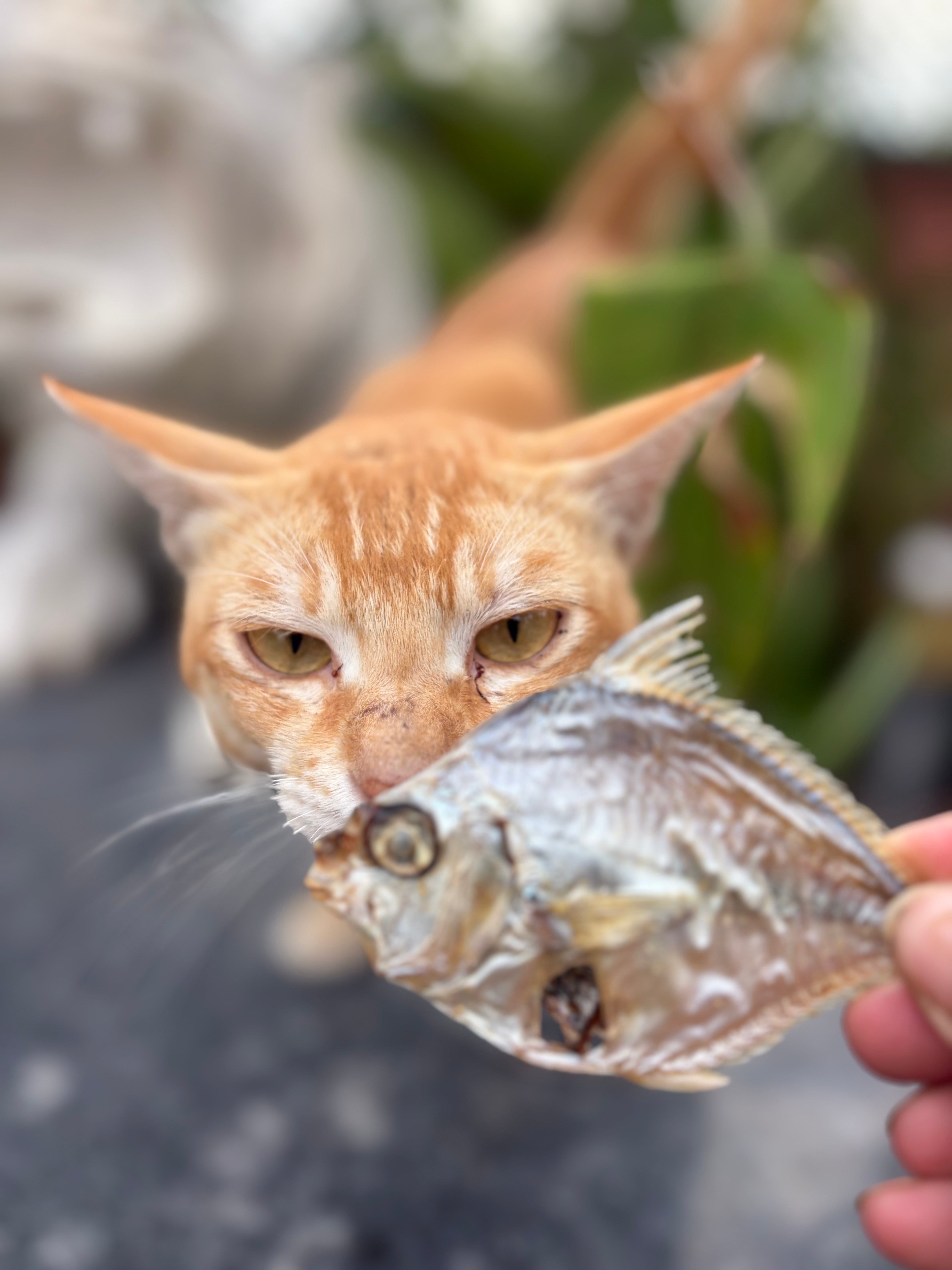 Ocean Mix - Small Fish Variety