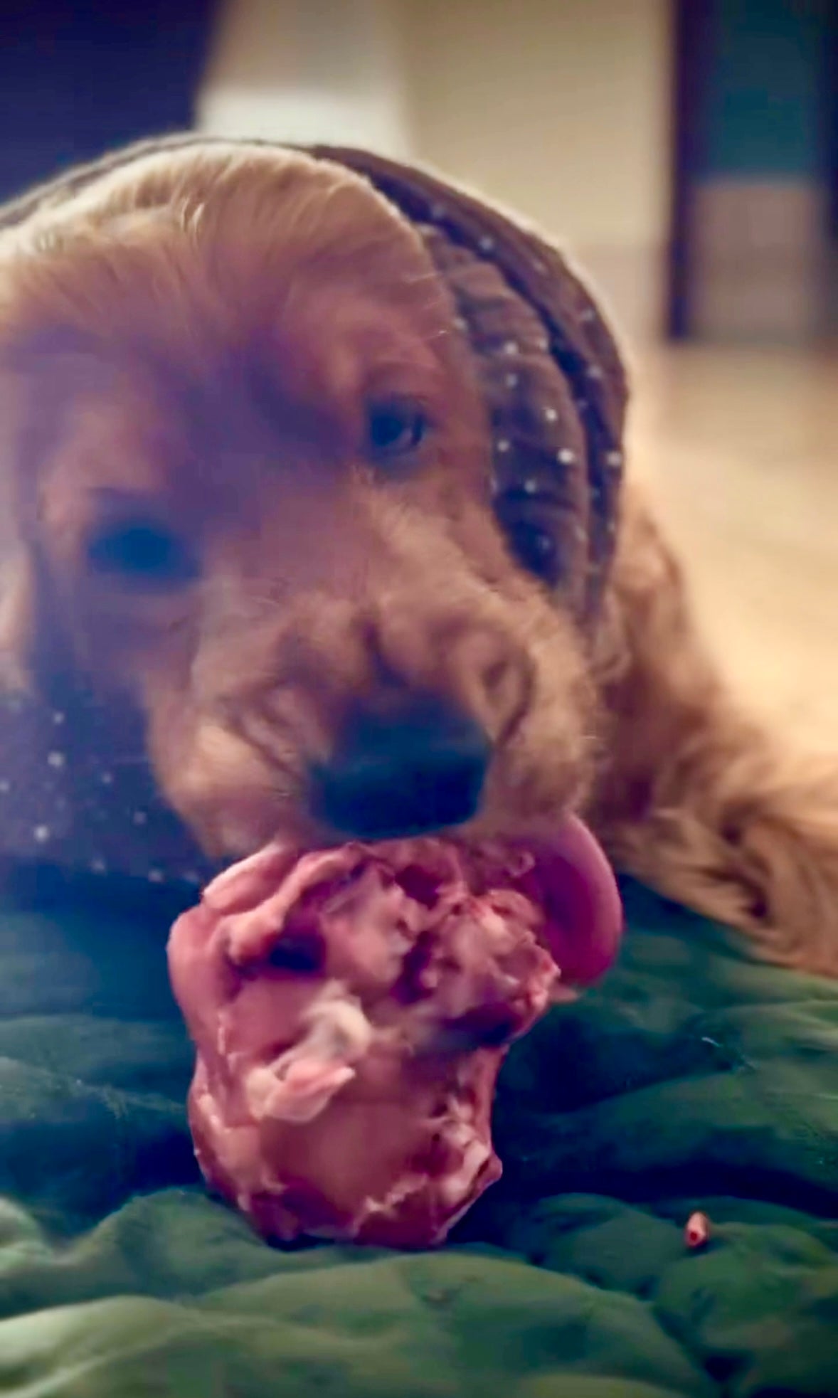 Beef Bones
