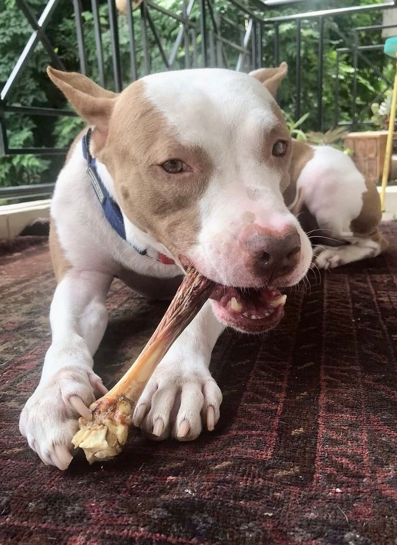 Lamb Shank - Goat Chewbone