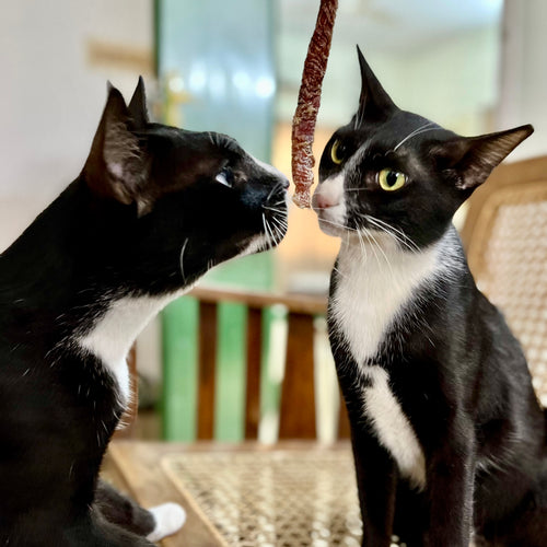 Default Image Alt Text