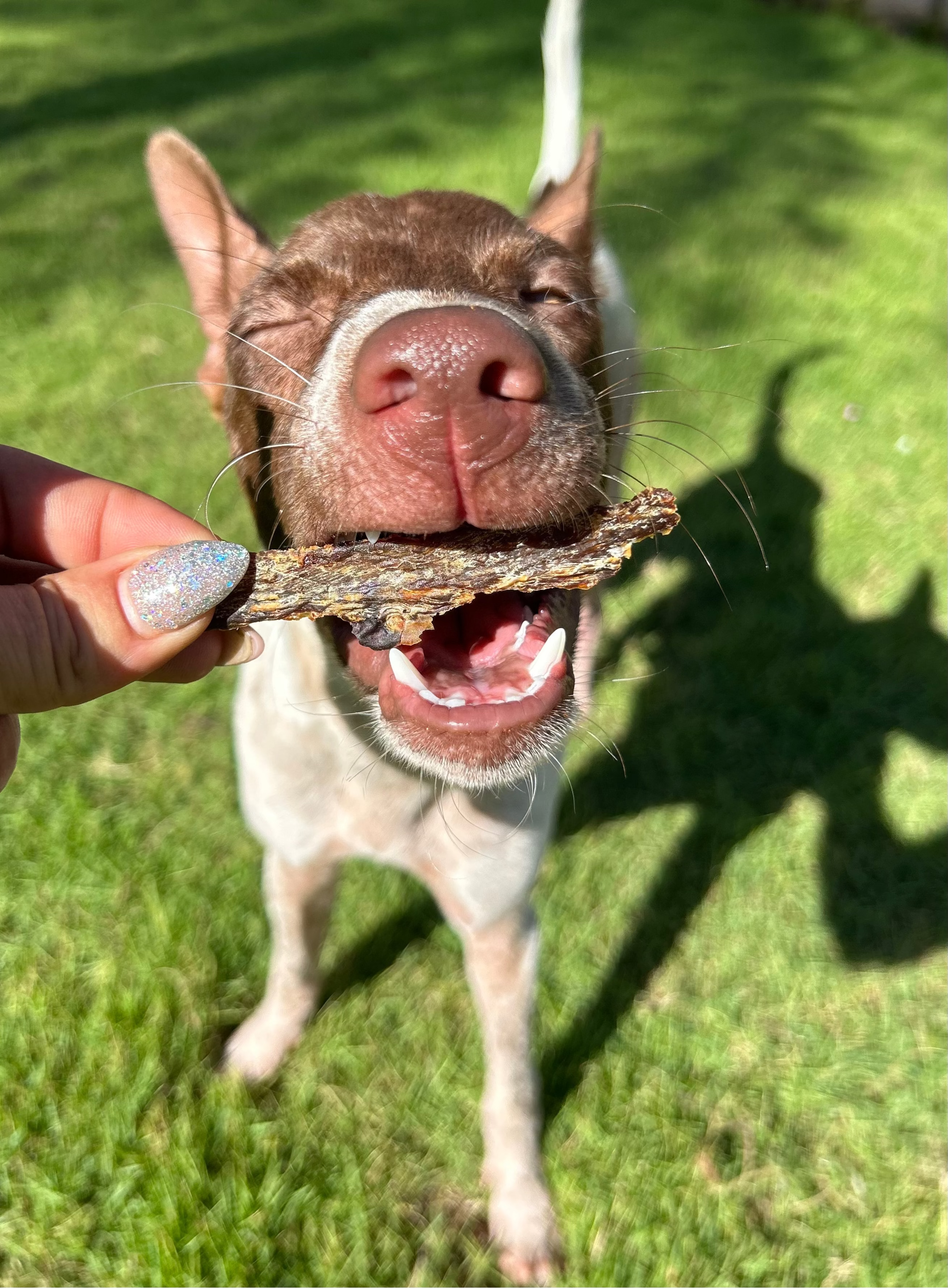 Skin & Coat Glow Up Box for Dogs