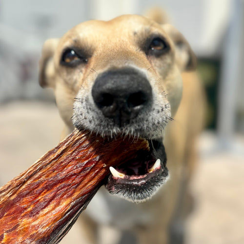 Default Image Alt Text