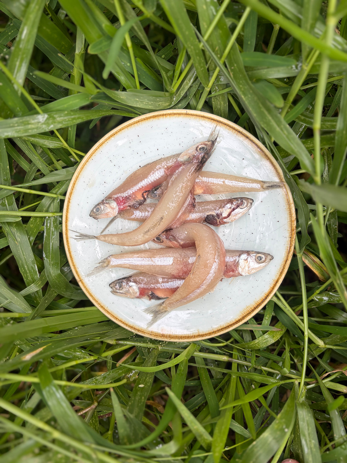 Small Ocean Fish Variety