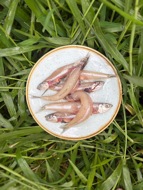 Small Ocean Fish Variety