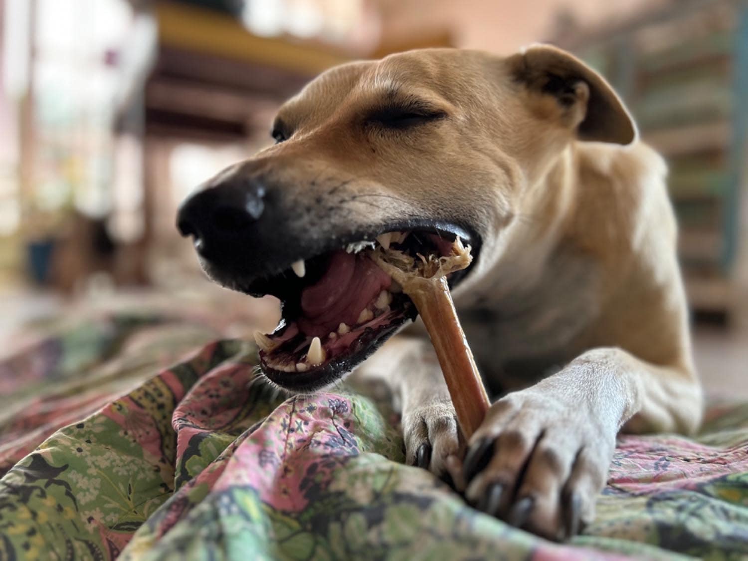 Chews - Canine India