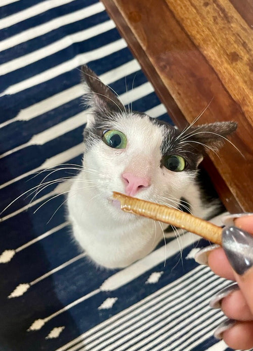 Chews Sampler Variety Dogs or Cats