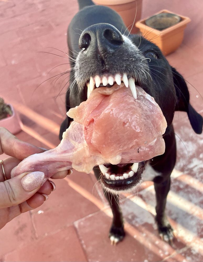 Dog's Stomach Dog Swallowed Chicken Bone Rib Bone What Will