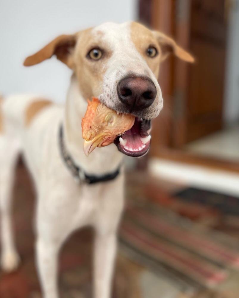 Chicken Bones