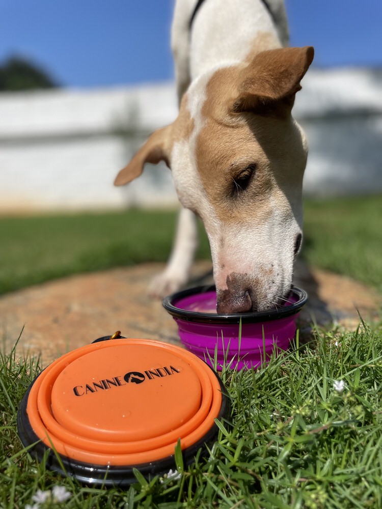 Collapsible Travel Bowl