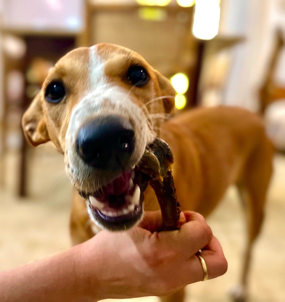 Edible Bone
