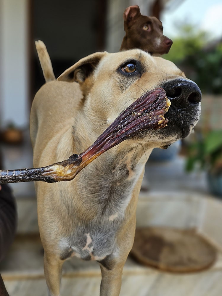 Guinea Fowl Meaty Chews for Dogs and Cats