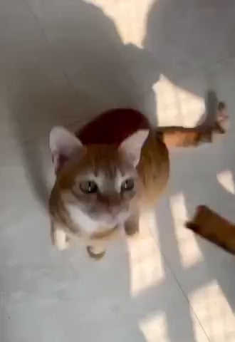 Feline Sampler or Giftbox