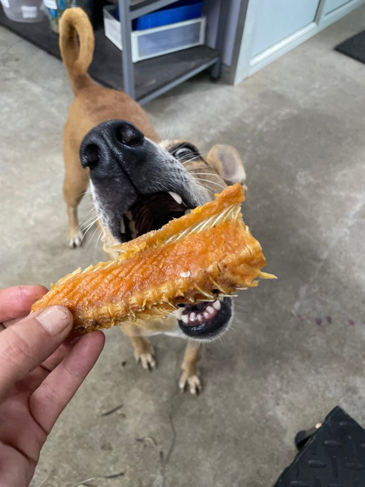 Shelter Pack Salmon or Real Hide Chews