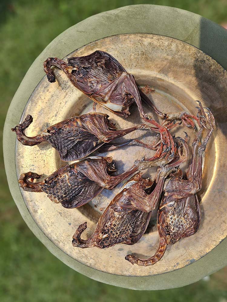 Squab Pigeon (farm raised) Whole or Wings